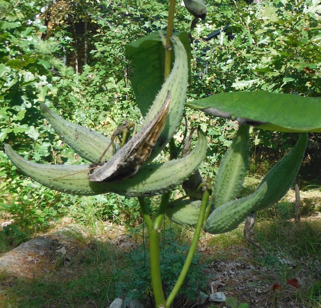 Harvest Milkweed Seed Pods This Month Betty On Gardening