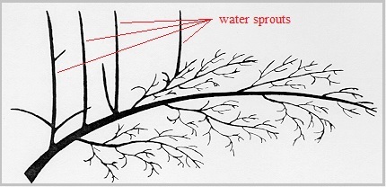 Water sprouts are easy to identify and remove at this time of year ...