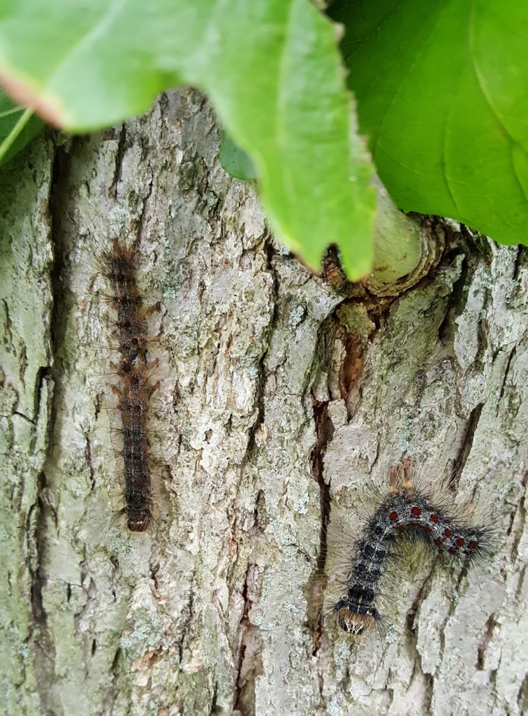 gypsy-moth-caterpillars-betty-on-gardening