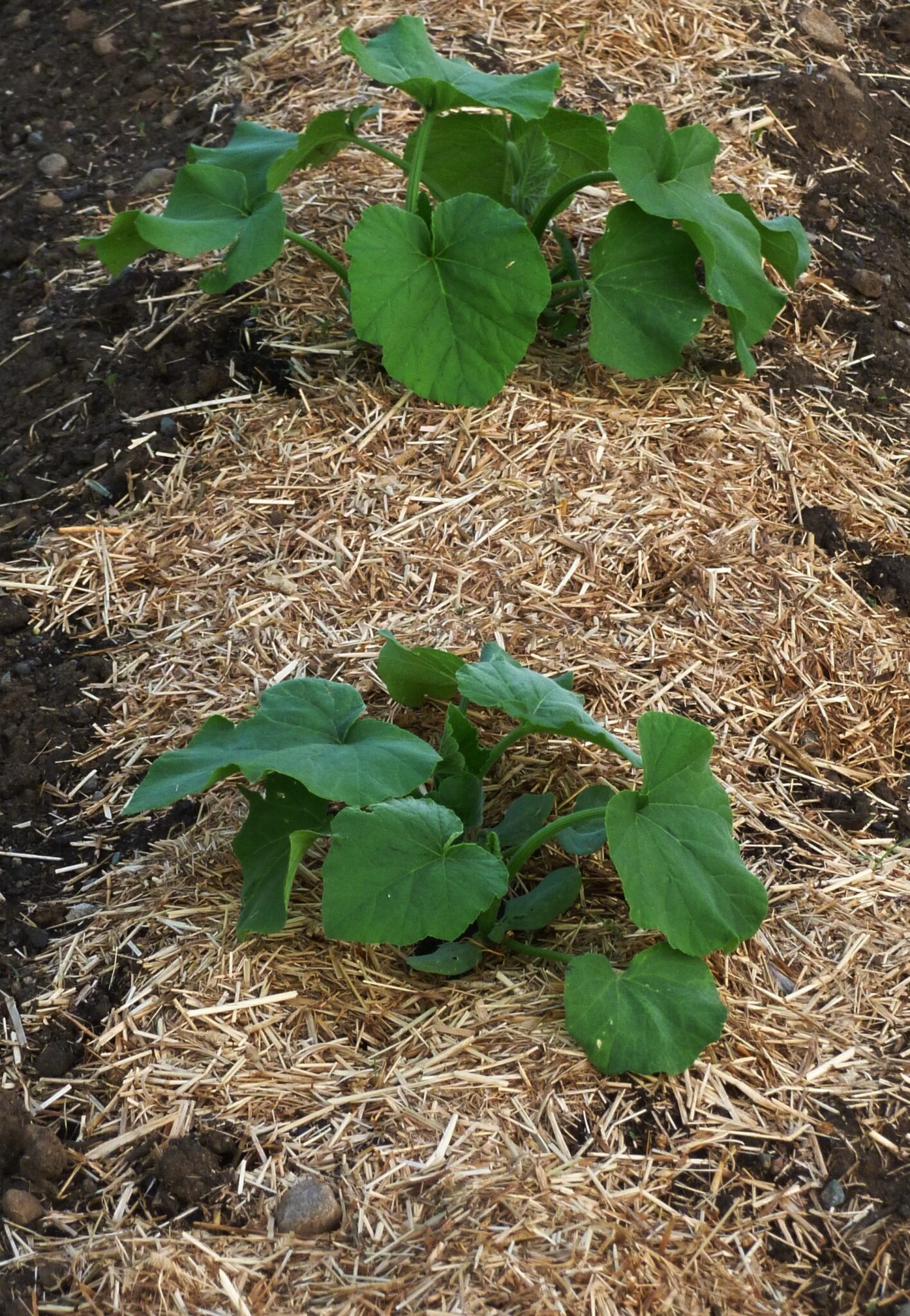 A Mulch Of Heat Treated Straw Keeps Moisture In The Soil And Retards