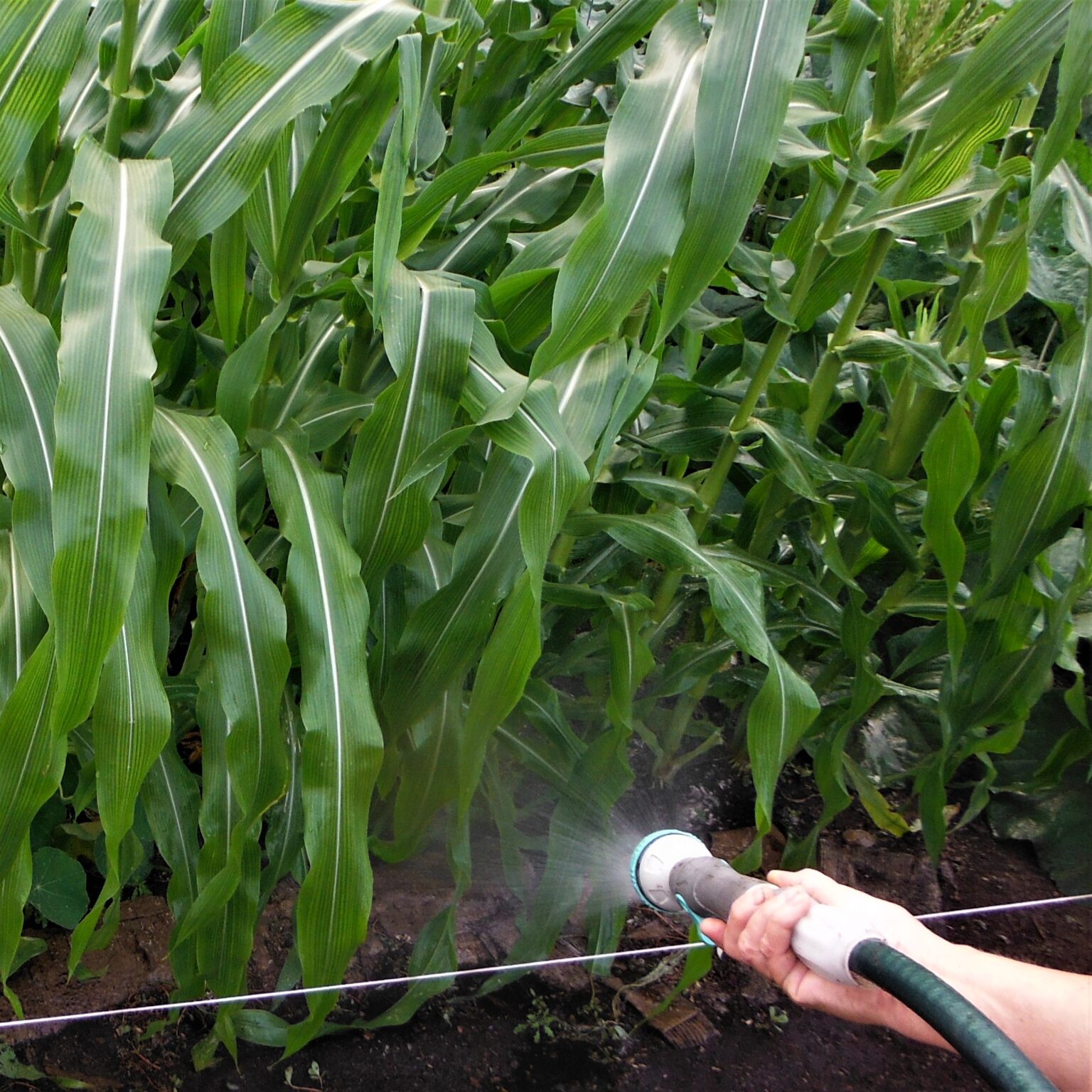 water-at-ground-level-betty-on-gardening